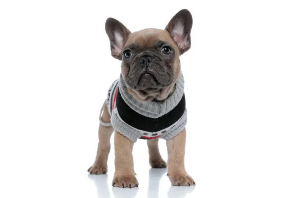 Adorable French Bulldog Wearing Costume Looking Standing Isolated White Background — Stock Photo, Image
