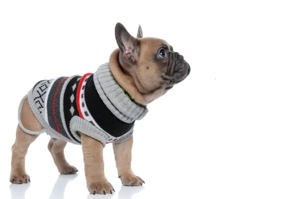 Cute Small French Bulldog Wearing Costume Looking Side — Stock Photo, Image