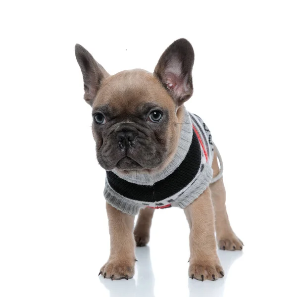 Adorable Young French Bulldog Wearing Costume Looking Standing Isolated White — Stock Photo, Image