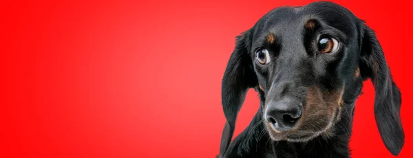 Primer Plano Perro Teckel Dulce Con Piel Negra Mirando Lado —  Fotos de Stock