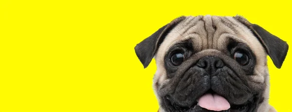 一只长着灰色毛皮的可爱的哈巴狗的特写镜头 它看着镜头 在黄色的摄影棚背景下高兴地伸出舌头 — 图库照片