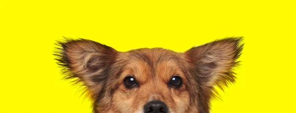 Zbliżenie Metis Pies Brązowym Futerkiem Ukrywa Jego Twarz Kamery Nieśmiały — Zdjęcie stockowe
