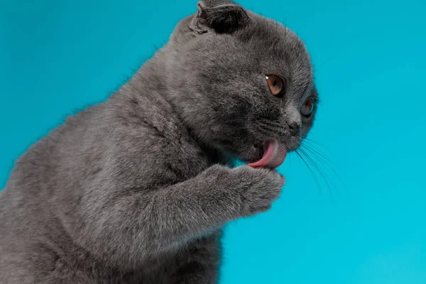 Adorable Scotish Krotnie Kitty Lizanie Łap Patrząc Bok Siedzi Niebieskim — Zdjęcie stockowe