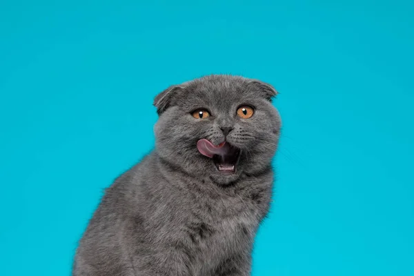 Adorable Scotish Krotnie Kotek Lizanie Nosa Wystające Język Siedzi Niebieskim — Zdjęcie stockowe