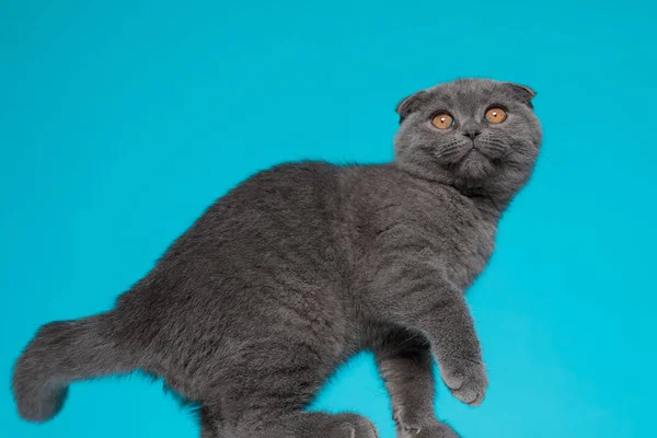 Seitenansicht Der Niedlichen Schottischen Falte Die Nach Oben Schaut Und — Stockfoto