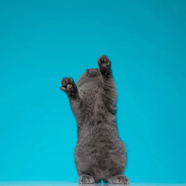 Şirin Skoç Kedicik Mavi Arka Plana Uzanıyor Ayağa Kalkıyor — Stok fotoğraf