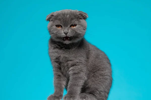Adorable Scotish Fold Pussycat Meowning Sitting Blue Background — Stock Photo, Image