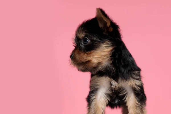 Adorabile Piccolo Yorkshire Terrier Cercando Lato Piedi Sfondo Rosa — Foto Stock