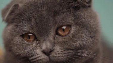 Stüdyoya bakan mavi kürklü şirin bir İskoç kedisine yaklaş.