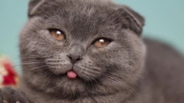 Mavi kürklü genç bir İskoç kedisini battaniyeye uzanıp stüdyoda ağzını yalarken gördüm.