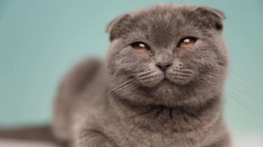 Uykulu İskoç katlı mavi kürklü kedi stüdyoda uykuya dalmak üzere.