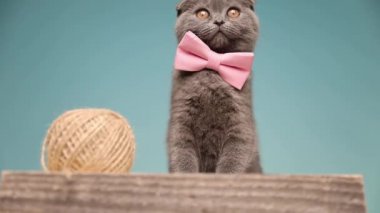 Şirin İskoç kedisi pembe bir papyon takıyor ve stüdyoda etrafa bakarken ahşap bir tahtanın üzerinde iplik topunun yanında oturuyor.