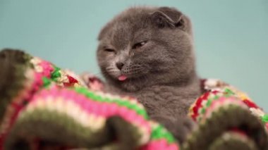Mavi kürklü sevimli İskoç kedisi bir battaniyeye uzanıyor ve kendini stüdyoda temizliyor.