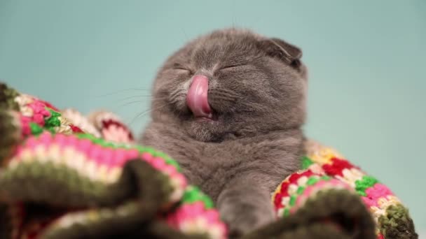 Kleine Scottish Fold Katze Mit Blauem Fell Legt Sich Eine — Stockvideo