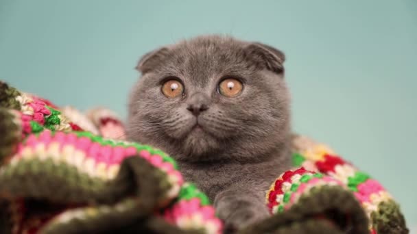 Lindo Escocés Doblez Gato Con Azul Piel Acostado Manta Mirando — Vídeos de Stock