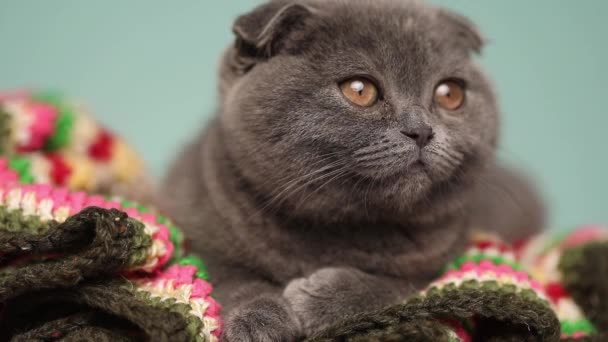 Pequeño Escocés Doblez Gato Con Azul Piel Acostado Manta Mirando — Vídeos de Stock