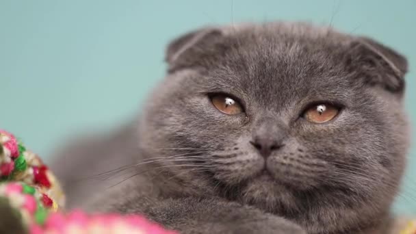 Zbliżenie Się Słodkie Scottish Fold Kot Niebieskim Futerkiem Leżące Kocu — Wideo stockowe