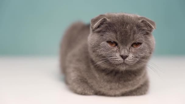 Bonito Entediado Escocês Dobre Gato Com Pêlo Azul Está Deitado — Vídeo de Stock