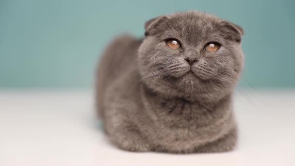 Rozkošný Ospalý Skotský Skládací Kočka Modrou Kožešinou Leží Rozhlíží Studiu — Stock video