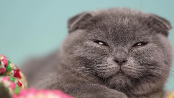 Primer Plano Pequeño Gato Escocés Adormilado Con Piel Azul Acostado — Vídeos de Stock