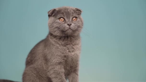 Pequeño Escocés Doblez Gato Con Azul Piel Sentado Lamiendo Boca — Vídeos de Stock