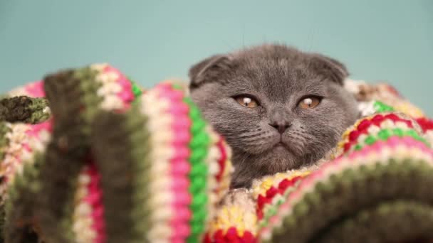 Sonolento Scottish Fold Gato Com Pêlo Azul Está Deitado Coberto — Vídeo de Stock