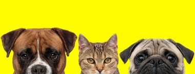 Boksör köpek, metis kedi ve pug köpek yan yana duruyorlar ve sarı arka plandaki kameraya bakıyorlar.