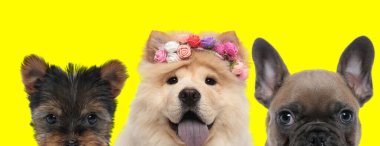 Yorkshire Terrier köpeği, çiçek takan Chow Chow köpeği ve Fransız Bulldog 'dan oluşan mutlu sevimli bir çift 3 köpek yan yana duruyor ve sarı arka planda soluk soluğa kalıyorlar.