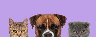 Şirin metis kedi, İskoç kedisi ve boksör köpeği yan yana duruyorlar ve mor arka plandaki kameraya bakıyorlar.