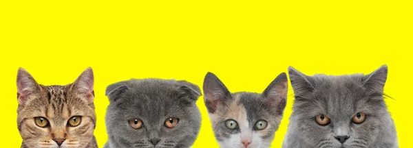 Милая Пара Четырех Кошек Состоящая Двух Кошек Метиса Шотландская Кошка — стоковое фото