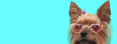 Sevimli utangaç Terrier köpeği, kalp gözlüğü ve saç bandı takıyor, mavi arka planda yüzünü kameradan saklıyor.