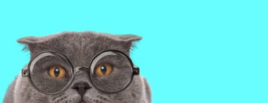 Gözlük takan, mavi arka planda kameradan yüzünü saklayan komik, genç bir İskoç kedisi.
