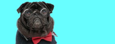 Sevimli üzgün Pug köpeği kırmızı papyon ve gözlük takıyor, kameraya bakıyor ve mavi arka planda oturuyor.