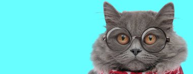 Kırmızı bandanalı gözlüklü, mavi arka planda büyük gözleri olan genç, komik İngiliz Uzun Saçlı kedisi.