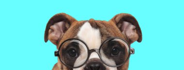Komik genç İngiliz Bulldog başını eğiyor, mavi arka planda gözlük takıyor.