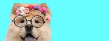 Sevimli genç Chow Chow köpeği çiçek bandı takıyor, gözlük takıyor ve mavi arka planda nefes nefese.