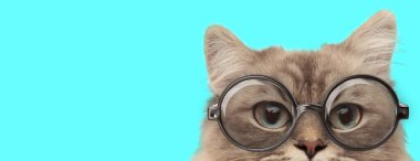 Komik inek metis kedi yüzünü kameradan saklıyor ve mavi arka planda gözlük takıyor.