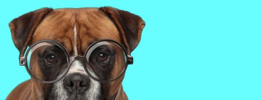 Sevimli inek boksör köpeği yüzünü kameradan saklıyor, gözlük takıyor ve mavi arka planda duruyor.