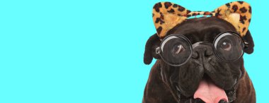 tapılası genç boksör köpeği dilini dışarı çıkarıyor, gözlerini yuvarlıyor ve mavi arka planda gözlüklü leopar kulakları takıyor.