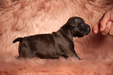 Sevimli küçük Amerikan zorbası insan elini kokluyor ve pembe kürk arka planında duruyor.