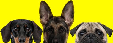 Teckel bir köpek, Alman çoban köpeği ve Pug köpeğinden oluşan üç sevimli köpek sarı arka planda önlerine bakıyorlar.