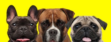 Fransız Bulldog, Boxer Dog ve Pug Dog 'dan oluşan heyecanlı iki köpek sarı arka planda eğleniyorlar.