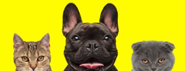 Bir metis kedi, Fransız Bulldog ve İskoç kedilerinden oluşan sevimli üç hayvan takımı yan yana duruyor ve sarı arka planda dillerini çıkarıyorlar.