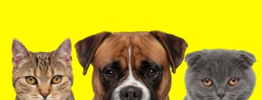 Bir metis kedi, boksör köpeği ve İskoç kedisinden oluşan 3 hayvan ekibi yan yana duruyor ve sarı arka plandaki kameraya bakıyorlar.