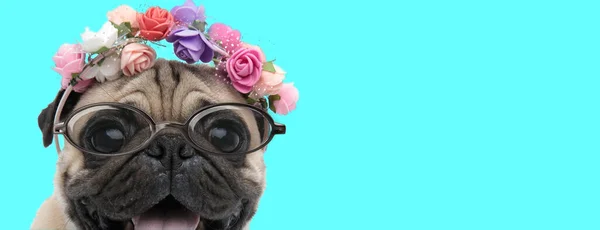 Carino Felice Cane Pug Indossa Cerchietto Con Fiori Occhiali Ansimando — Foto Stock