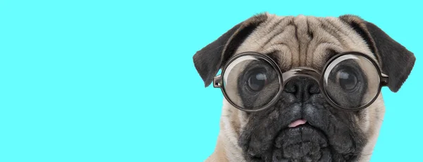 Lindo Perro Pug Asustado Mirando Cámara Con Miedo Con Gafas — Foto de Stock
