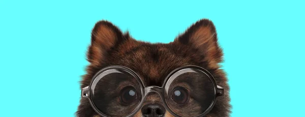 Adorable Tímido Pomeranian Spitz Perro Ocultando Cara Cámara Con Gafas —  Fotos de Stock