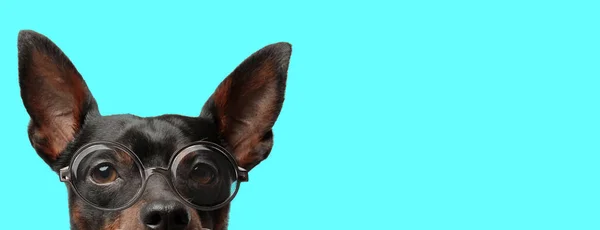 Милый Молодой Пинчер Собака Половиной Лица Камеру Очках Синем Фоне — стоковое фото