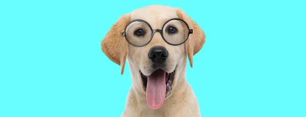 Lustiger Nerdiger Labrador Retriever Hund Der Seine Zunge Herausstreckt Brille — Stockfoto