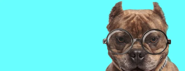 Süße Junge Amerikanische Bully Hund Mit Brille Sitzt Und Schaut — Stockfoto